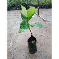 pokok nangka madu /j33