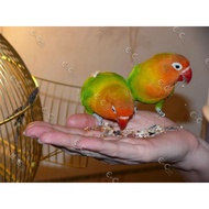 ♞500g African Love Birds Food: AFRICAN MIXED BIRD SEEDS (brd)