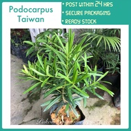 PBN - podocarpus Taiwan - anak pokok bunga nursery bonsai Buddhist pine tree tumbuhan outdoor live p
