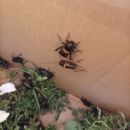 Natural catch crickets head size 6,7,8mm