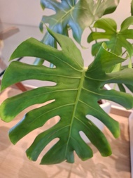 大盆栽Monstera deliciosa 龜背芋