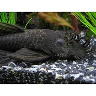 Pleco fish mother L144