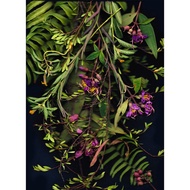 Art Print - Chemical Sisters - No.7/10 - Bunga Kertas Series 001