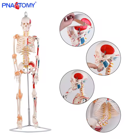 85cm Hanging Half-Body Muscle and Ligament Skeletal Model for Medical Teaching, Anatomical Specimen 