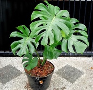 Bonggol Monstera King Deliciosa