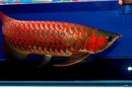 Super Red Local Arowana