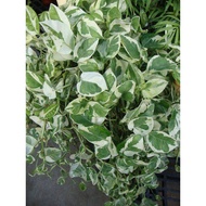 MKT - Money Plant Njoy sapling / Anak Pokok Sirih Puteri Jenis Njoy / pokok hiasan menjalar