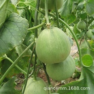 Vegetable Fruit Seed Fruit Melon Watermelon Cantaloupe Seed Melon Seed Vegetable Seed Potted Garden 