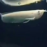 arwana silver albino 13-14 cm mata merah mata anggur silver albino