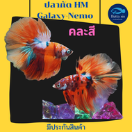 ปลากัด ฮาฟมูน กาแล็คซี่ นีโม่ คละสี HM Galaxy-Nemo ปลากัดสวยงาม มีประกันสินค้า คละสีส่ง