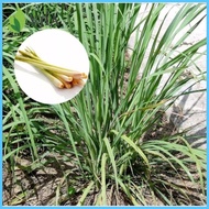 ☂ ♧ ♝ lemon grass plant seeds