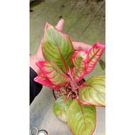 Khanza Beauty: Elevate Your Space with Aglaonema Khanza