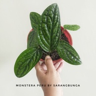 READY STOCK Indoor Plant Monstera Peru/Monstera karstenianum LIVE  INDOOR PLANT