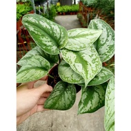 [Paling Horticulture Sdn Bhd] Scindapsus Pictus 'Exotica' | Real Satin Pothos | Pokok Hiasan Hidup | Indoor Plant
