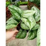 [Paling Horticulture Sdn Bhd] Scindapsus Pictus 'Exotica' | Real Satin Pothos | Pokok Hiasan Hidup |