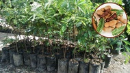 2 pcs bibit bonsai pohon asem  pohon asem untuk bonsai mantap