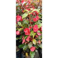 Pokok Bunga Euphorbia Geroldii