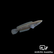 BRBN Channa Stewartii - Assamese Snakehead - Channa - Snakehead - Ikan Channa - Aquarium Freshwater 