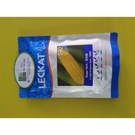 LECKAT Sugar Rich 592 (F1 Hybrid) 100GM