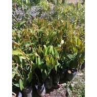 Benih Durian Musang King