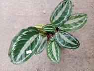 Medallion calathea (prayer plant)