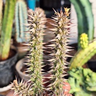 Plant ( Euphorbia rossii 罗氏麒麟)