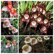 เมล็ดกล้วยไม้หน้าลิง (Dracula Simia Seeds) Mixed Color Rare Flower Seeds บอนสี บอนสีหายาก ต้นไม้มงคลใหญ่ ต้นไม้ฟอกอากาศ ต้นไม้หายาก ต้นไม้มงคล ต้นไม้ประดับ ต้นบอนไซ Monkey Face Orchid Exotic Flowers เมล็ดดอกไม้ บรรจุ 100 เมล็ด คุณภาพดี ราคาถูก ของแท้ 100%