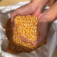 Pop Corn Biji Jagung Corn Kernel Bertih Jagung Magic Popcorn Kernel 爆米花 玉米粒