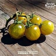 Biji Benih Fat Frog Micro Dwarf Tomato Seeds | 侏儒肥蛙番茄种子 | Micro Dwarf Tomato | Compact Tomato Plant 
