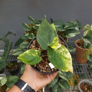 Tanaman hias anthurium ace of spades variegated