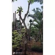 [✅Ready] Pohon Kamboja Fosil / Pohon Kamboja Fosil / Tanaman Kamboja