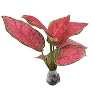 Aglaonema Red Ruby