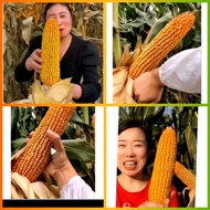 25 biji Benih JAGUNG RAKSASA IMPOR JEPANG Jagung jumbo