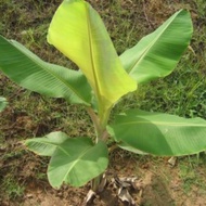 5 benih pisang tahan lasak berangan kampung