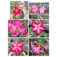 [Ready Stock] Adenium obesum /Anak  POKOK KEMBOJA (沙漠玫瑰/富贵花）