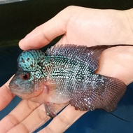 Ikan Louhan Lohan SRD Jantan Jenong Mutiara Merah Sehat Jinak Aktif Lincah Bibit Unggul