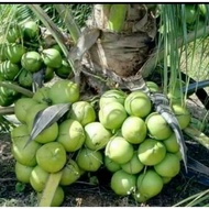 Bibit tanaman kelapa kopyor "