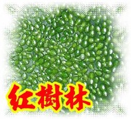 【紅樹林】無根萍 別名：卵萍、蕪萍、微萍、水蚤萍、仁丹藻50g=100元(活體水生植物)