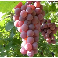 Anak Pokok Anggur Australian Red