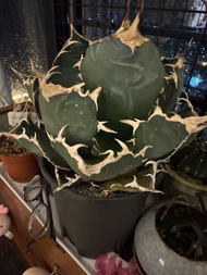 大白鯨靚靚龍舌蘭盆栽