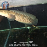baby channa red maru barito