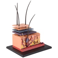 4D Human Skin Model Hair Organs Assembling Puzzle Model Teaching Model Manikin Science Anatomical Mo