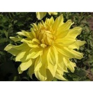 DINNERPLATE DAHLIA TUBER ID BLONDEE
