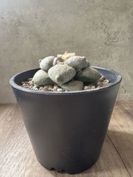 丸疣青瓷牡丹  多肉植物 塊根 盆栽 仙人掌