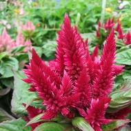 400 BIJI BENIH BUNGA BALUNG AYAM merah CELOSIA PHOENIX TAIL