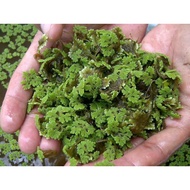 COD AZOLLA PLANT SEEDLINGS ANIMAL FEED 1kg
