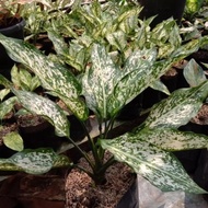 tanaman hias aglonema snowhite/bibit aglonema/tanaman bunga aglonema