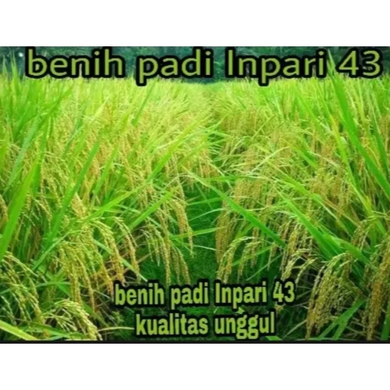 benih bibit padi inpari 43 agritan GSR kualitas unggul kemasan 1kg