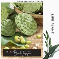 Lotus SEED (5 Stalks) LOTUS SEED