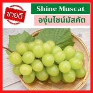 🚚ส่งเร็ว ผลไม้สด องุ่นไชน็มัสคัต องุ่นไซมัสคัส Shine Muscat  1 ช่อ องุ่นเขียว สายพันธ์ญี่ปุ่น ไร้เมล็ด หวานกรอบ เนิ้อเยลลี่